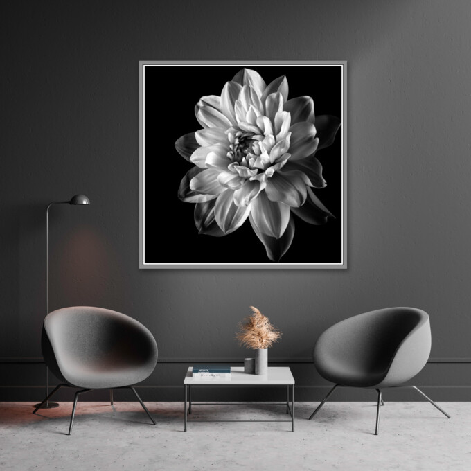 Fine art print of a dahlia - DEVOTED on your wall