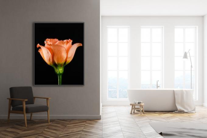 Fine art print of a lisianthus - LIZZIE on your wall