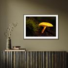 GOLDEN SCRUFFY COLLYBIA limited edition print