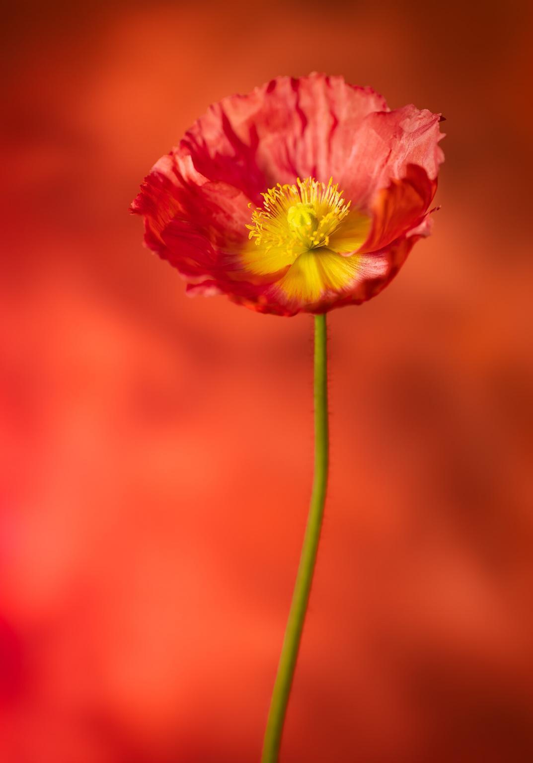 Patrice Rachel Dulson Fine Art Photography patrice-rachel-dulson-fine-art-photography