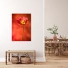 Red poppy limited edition print