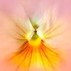 Peggy pansy, limited edition print